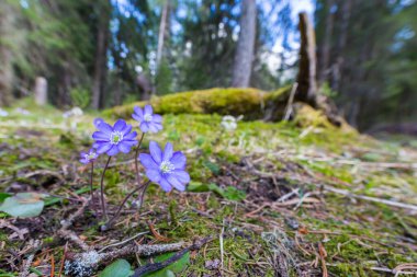 Karaciğer yaprağı çiçekleri (Hepatica nobilis) ve dağ ormanlarında güneş ışığında mavi çiçekler açarlar.