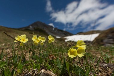 Alp çayırında mavi gökyüzü ile sarı çiçek açan oklip (Primula elatior)