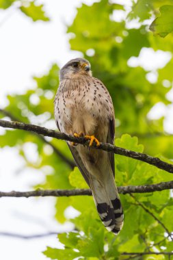 Yeşil yapraklı ağaç dalında bir kerkenez (falco tinnunculus)