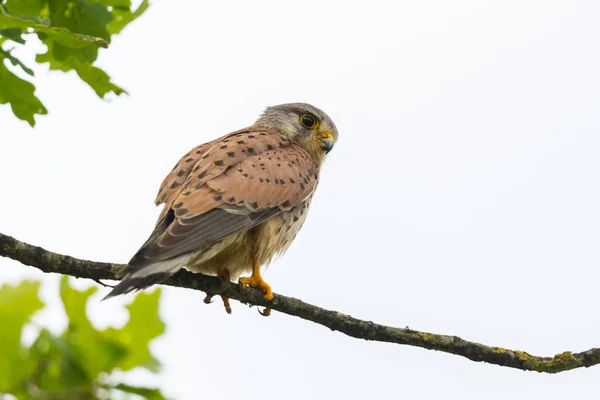 Portret Van Torenvalk Falco Tinnunculus Zittend Boomtak Met Groen Blad — Stockfoto