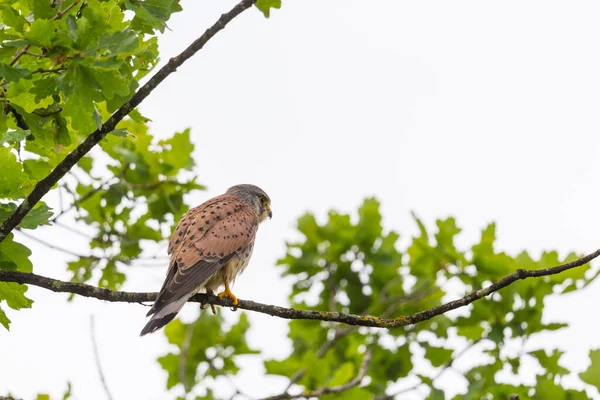 Een Torenvalk Falco Tinnunculus Zittend Een Boomtak Met Groen Blad — Stockfoto