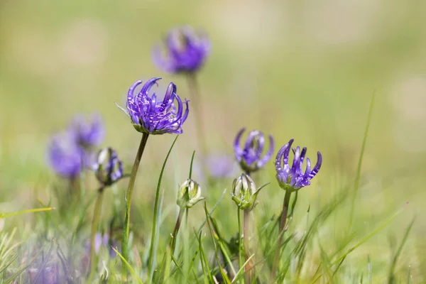 Rampion Phyteuma Hemisphaericum Flor Prado Alpino Suiza — Foto de Stock