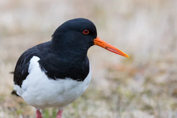 İzlanda çayırındaki istiridye yakalayıcı kuşun ayrıntılı portresi (Haematopus ostralegus)