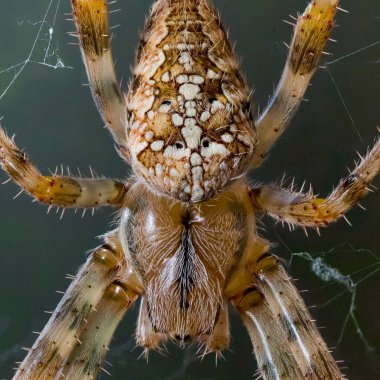 Bahçe örümceğinin (Araneus diadematus) yakın çekim makrosu)