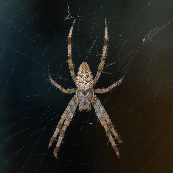 Крупным Планом Макро Садового Паука Araneus Diadematus Паутиной — стоковое фото