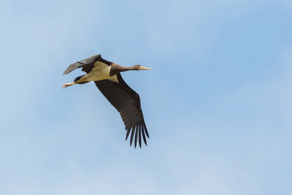 Jeden Izolovaný Černý Čáp Ciconia Nigra Letu Roztaženými Křídly — Stock fotografie