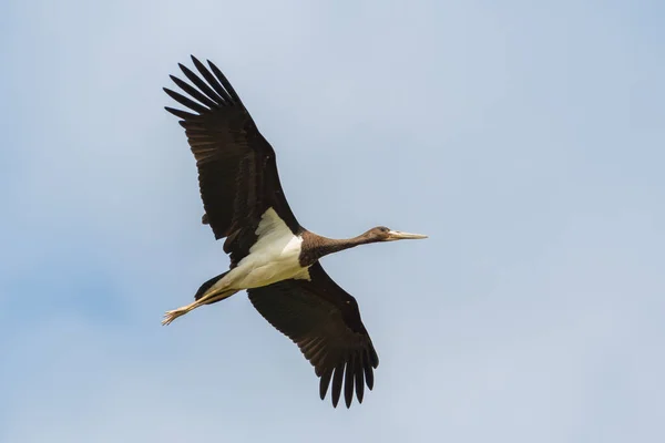 Nærkontakt Isolert Svart Stork Ciconia Nigra Flyging Med Spredte Vinger – stockfoto