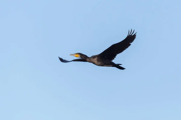 Geïsoleerde Grote Aalscholver Phalacrocorax Carbo Tijdens Vlucht Blauwe Lucht — Stockfoto