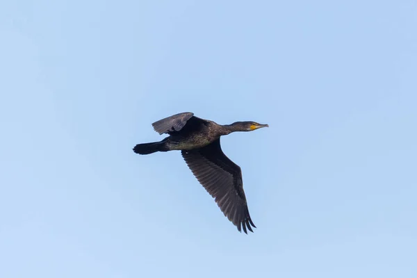 Vista Laterale Grande Cormorano Phalacrocorax Carbo Volo Cielo Blu — Foto Stock