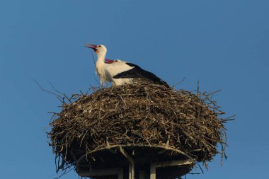 Mavi gökyüzü yuvasında iki doğal beyaz leylek (ciconia ciconia)