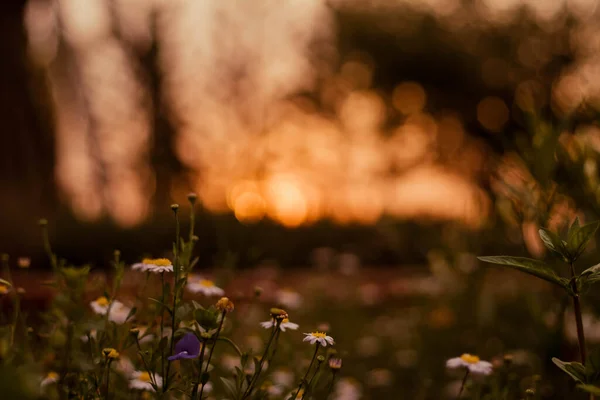 초점을 풀꽃은 일출시에는 야생화를 녘에는 빈티지 아래서 사진을 찍는다 꽃피는 — 스톡 사진