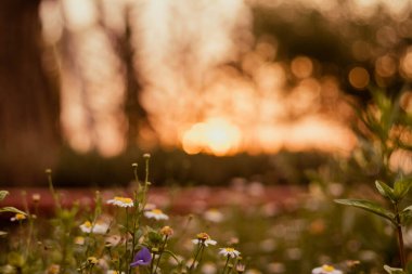 Yumuşak odaklı çim çiçeği, gün doğumunda küçük bir kır çiçeği çimeni ve günbatımında arka planda sıcak, kaliteli, güneş ışığında çekilmiş bir fotoğraf. Çiçek açan yaz bahçesi. Botanik. Sıcak güneş ışığı çakması.