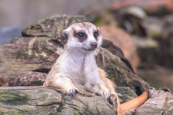 木の上で好奇心を持って見てかわいいMeerkat Suricata 自然界の野生動物のクローズアップ — ストック写真