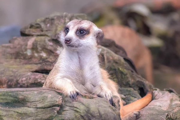 木の上で好奇心を持って見てかわいいMeerkat Suricata 自然界の野生動物のクローズアップ — ストック写真