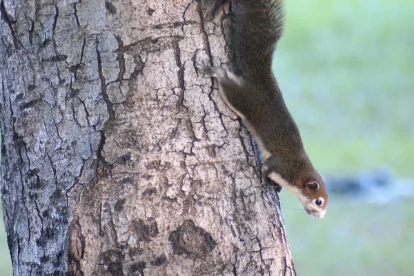 Esquilo Bonito Pequeno Animal Adorável Descendo Por Uma Árvore Parque — Fotografia de Stock