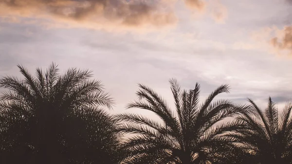 Silhouet Palmboom Zonsondergang Hemel Achtergrond Abstract Seizoen Weer Tropische Reizen — Stockfoto