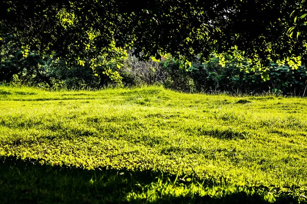 Solljus Skiner Genom Green Spring Park Med Färskt Gräs Och — Stockfoto