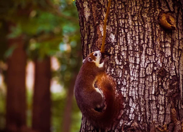 Ardilla Lindo Adorable Animalito Bajando Por Árbol Parque Animales Vida — Foto de Stock