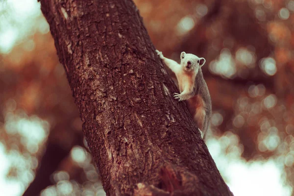 Ardilla Lindo Adorable Animalito Bajando Por Árbol Parque Animales Vida — Foto de Stock