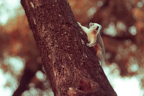 公園の木のそばを行くリスかわいい愛らしい小さな動物 野生動物の写真 ヴィンテージトーン — ストック写真