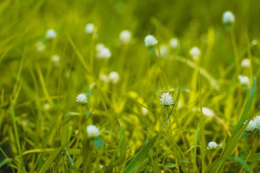 Seçici odak noktası yeşil çimenler ve yumuşak bir tarzı olan küçük kır çiçekleri. Çiçek açan Küçük Vahşi Beyaz Çiçek Eriocaulaceae.