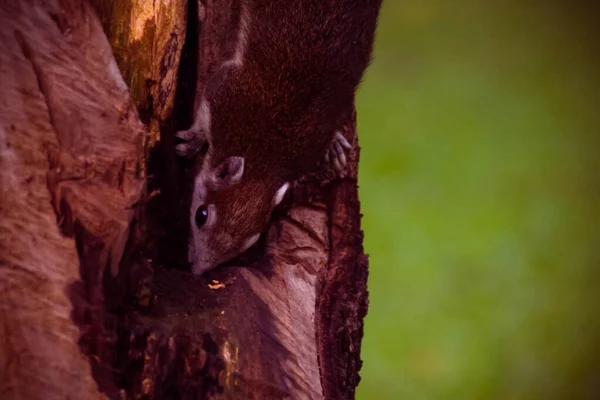 Esquilo Bonito Pequeno Animal Adorável Descendo Por Uma Árvore Parque — Fotografia de Stock