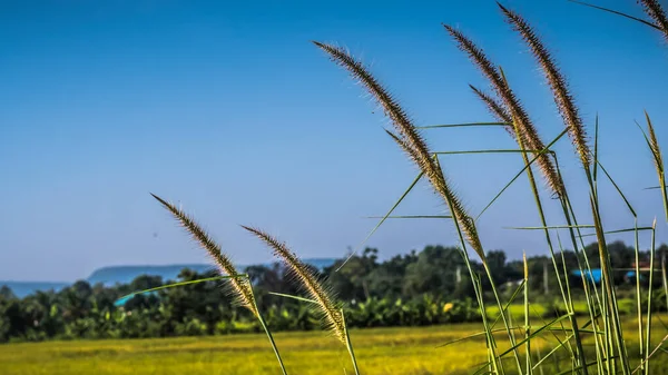 Gramíneas Silvestres Cerca Cosecha Amarillo Campo Fondo —  Fotos de Stock