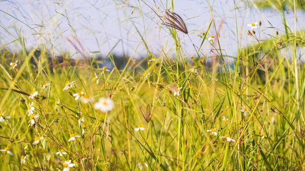 野生の草が収穫を締めくくる黄色の畑の背景 — ストック写真