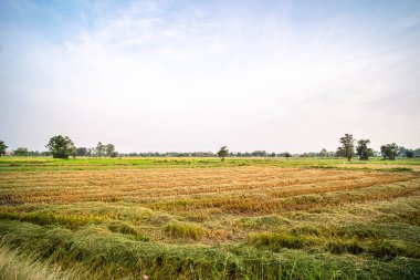 Pirinç tarlası hasat mevsiminden sonra. Tarım arazisindeki doğa manzarası.
