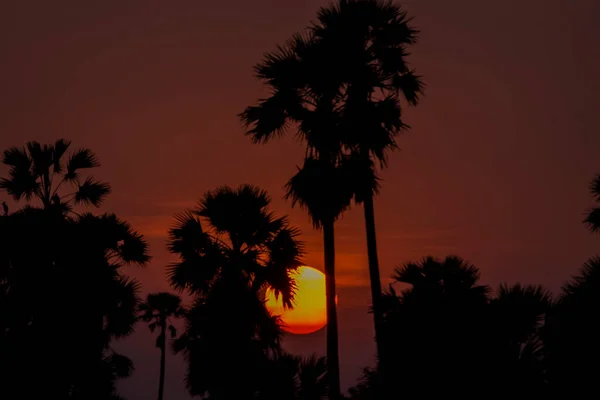 Silhueta Palmeiras Açúcar Campo Arroz Tailândia Pôr Sol — Fotografia de Stock