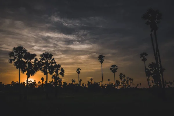 Palmiye Ağaçları Silueti Arkaplanlı Gün Batımı — Stok fotoğraf