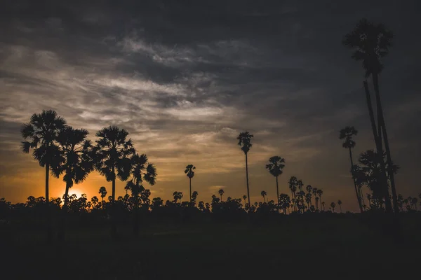 Puesta Sol Con Palmeras Fondo Silueta — Foto de Stock