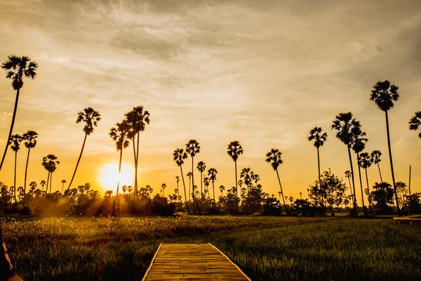 Prachtige Houten Bamboe Brug Tussen Tropische Palmbomen Bij Zonsondergang — Stockfoto