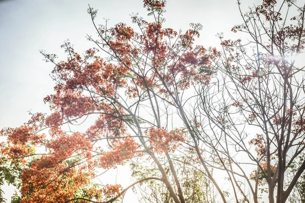 Sonnenlicht Scheint Durch Flam Boyant Der Flammenbaum Royal Poinciana — Stockfoto