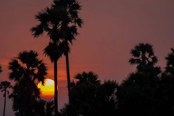 Siluet Palmiye Ağacı Günbatımı Pembe turuncu gökyüzü üzerinde akşam. tropik günbatımı arkaplanı