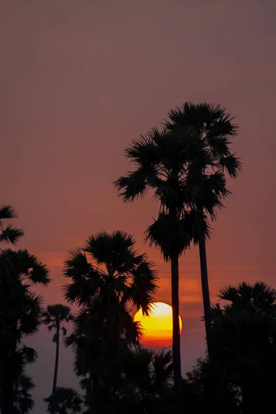 Silhouet Palm Tree Zonsondergang Boven Roze Oranje Hemel Avond Tropische — Stockfoto