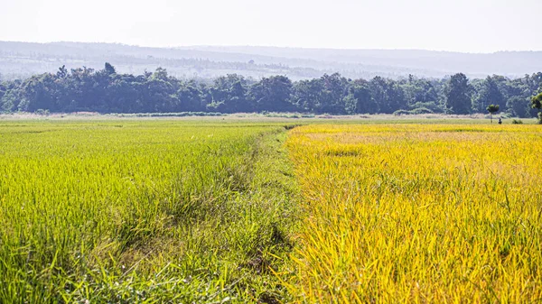 Campos Arroz Amarillo Anaranjadomontañas Escénicas Colorido Paisaje Verano —  Fotos de Stock