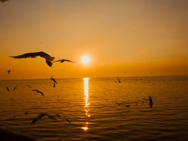 Günbatımı Deniz Kuşu silueti gün batımı. Uçan kuş fotoğrafçılık denizi. Asgari fotoğrafçılık