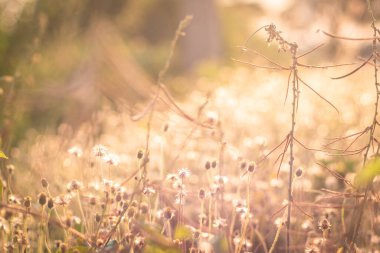 Yumuşak odaklı romantik doğa yabani ot çiçeği. Yaz çayırları güneş ışığıyla açan yabani çiçekler.