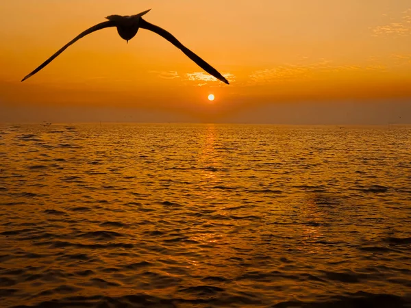 Pôr Sol Sea Bird Silhouette Pôr Sol Fotografia Mínima — Fotografia de Stock