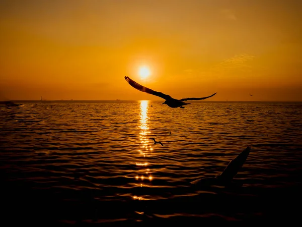 Pôr Sol Sea Bird Silhouette Pôr Sol Fotografia Mínima — Fotografia de Stock