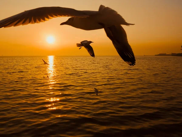 Sonnenuntergang Sea Bird Silhouette Sonnenuntergang Silhouette Vogel Fliegen Fotografie Meer — Stockfoto