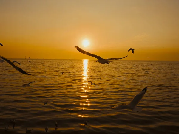 Sonnenuntergang Sea Bird Silhouette Sonnenuntergang Silhouette Vogel Fliegen Fotografie Meer — Stockfoto