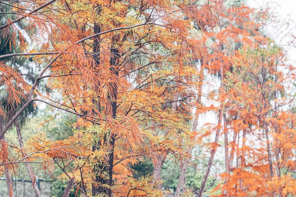 Όμορφο Φθινόπωρο Χρυσό Πορτοκαλί Κίτρινο Και Πορτοκαλί Φύλλα Στα Κλαδιά — Φωτογραφία Αρχείου