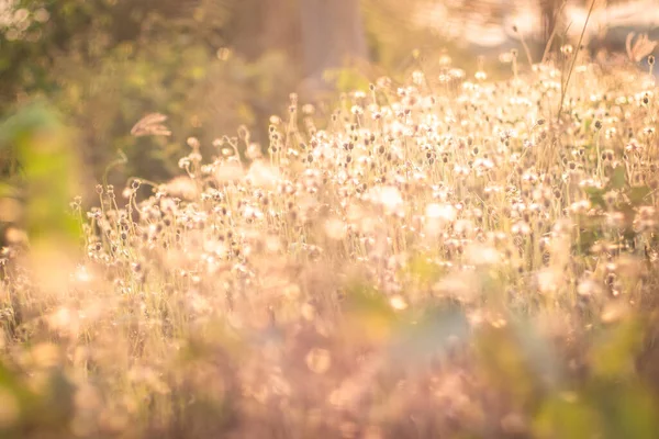 Mjuk Fokus Romantisk Natur Vilda Gräs Blomma Sommar Äng Vild — Stockfoto