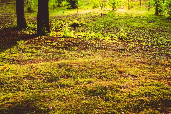 Césped Cubierta Planta Suelo Fondo Otoñal Naturaleza Sol Parque — Foto de Stock