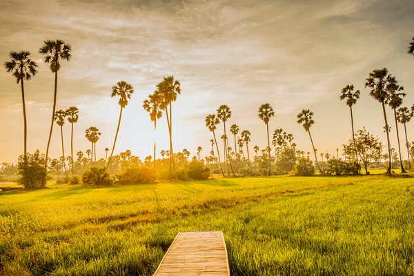 Prachtige Houten Bamboe Brug Tussen Tropische Palmbomen Bij Zonsondergang — Stockfoto
