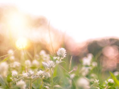 Yumuşak odak noktası yabani otlar, yumuşak odak noktası biraz yabani çiçekler gündoğumunda çimenler ve günbatımında arka plan sıcak vintage ton.