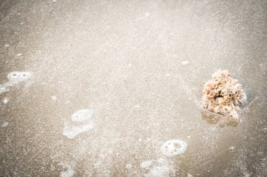 Keşiş yengeci kabuğu Altın Sahilde soyut tatil macerası zamanı.