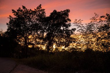 Arkaplanda Alacakaranlık manzaralı dramatik siluet ağaçları ve renkli gökyüzü
